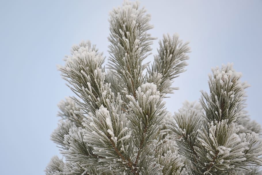 🌲В лесничествах области началась кампания по охране хвойных насаждений в предновогодний период..