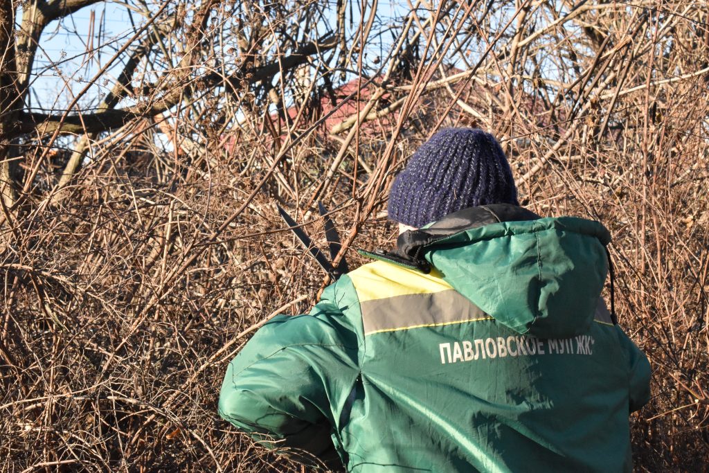 На территории Петровского сквера МУП ЖКХ провели кронирование деревьев Катальпы и обрезку кустарников.